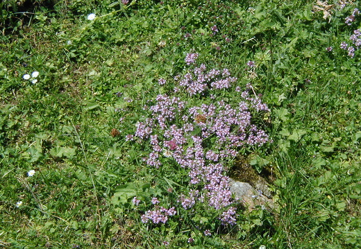 Thymian
