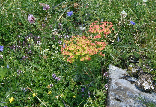 Almwiese
