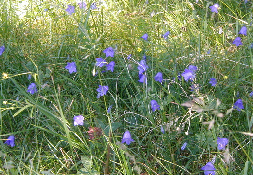Lanzettblättrige Glockenblume