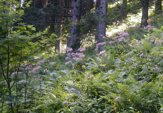 Bergwald-Lichtung