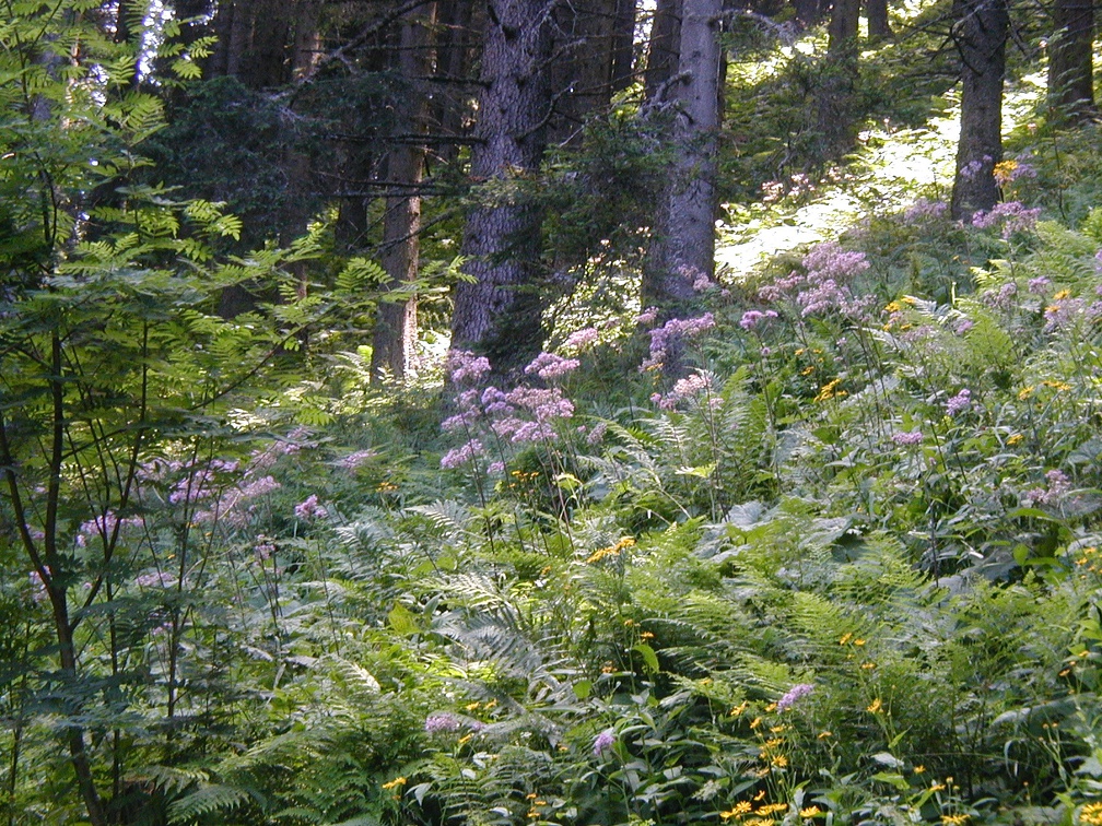 Bergwald-Lichtung