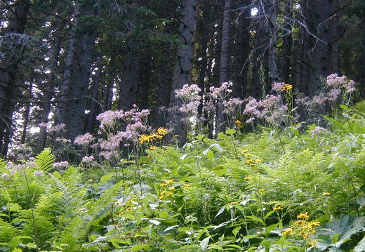Bergwald-Lichtung