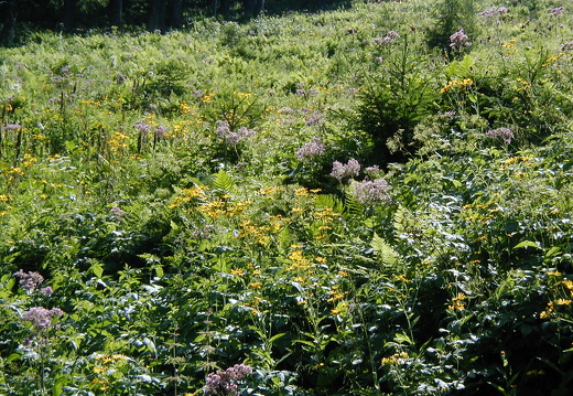 Bergwald-Lichtung