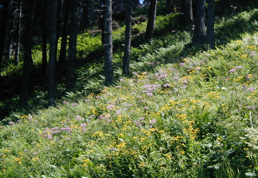 Bergwald-Lichtung