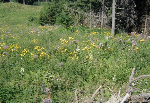 Bergwald-Lichtung