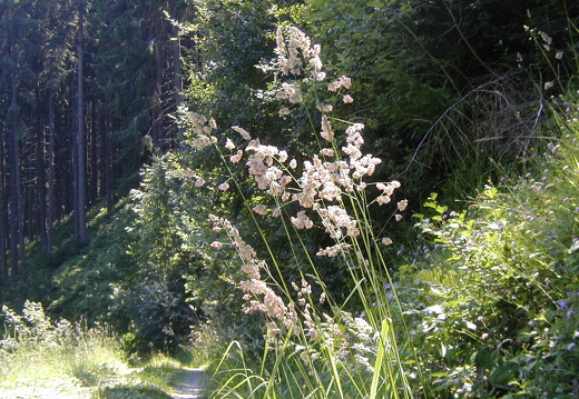 Knaulgras
