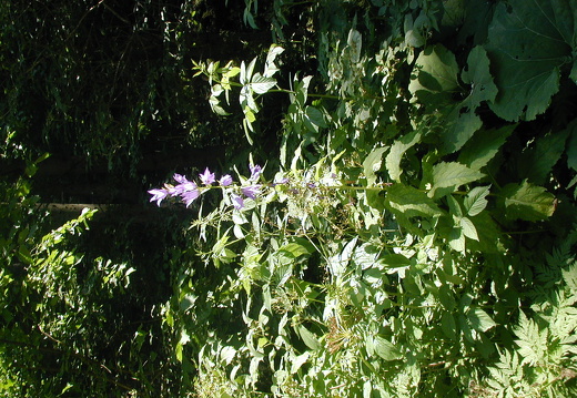 Breitblättrige Glockenblume 