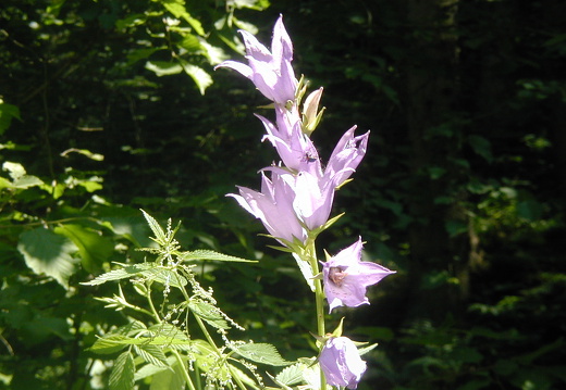 Breitblättrige Glockenblume 