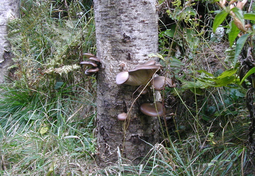 Austern-Seitling