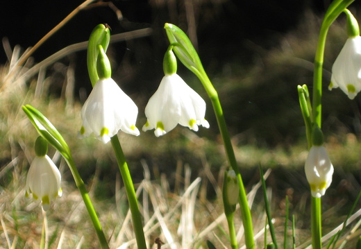 Amaryllidaceae