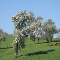Blühende Obstbäume