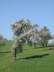 Blühende Obstbäume