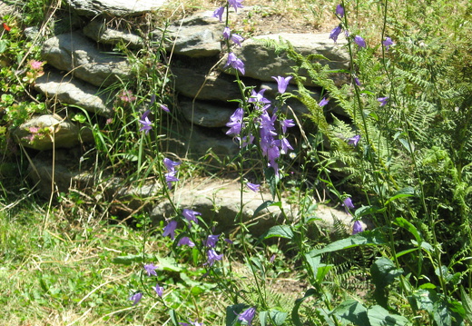 Breitblättrige Glockenblume