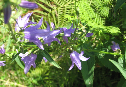 Breitblättrige Glockenblume