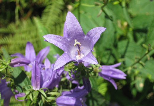 Breitblättrige Glockenblume