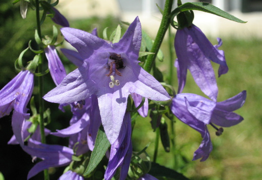 Breitblättrige Glockenblume