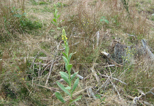 Königskerze