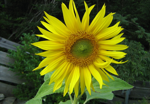 Sonnenblume