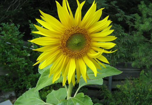Sonnenblume
