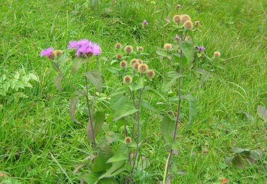 Skabiosen-Flockenblume 