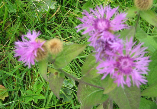 Skabiosen-Flockenblume 