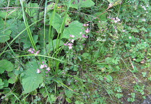 IMG 0459