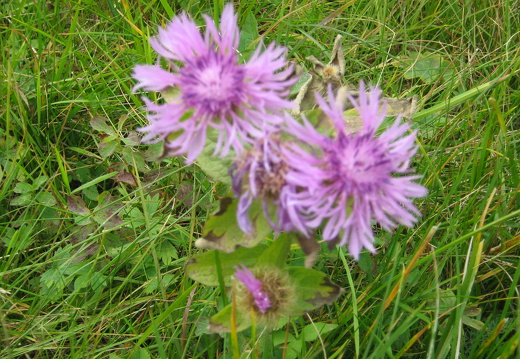 Skabiosen-Flockenblume 