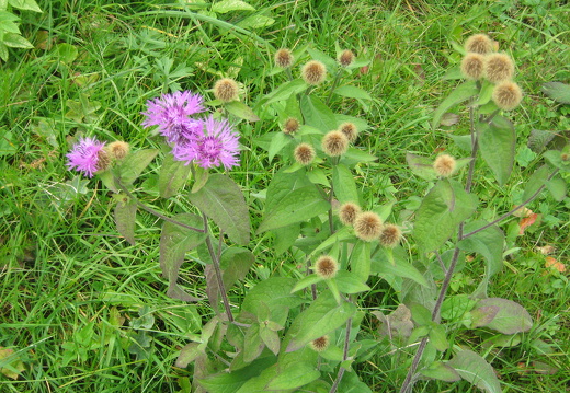 Skabiosen-Flockenblume 