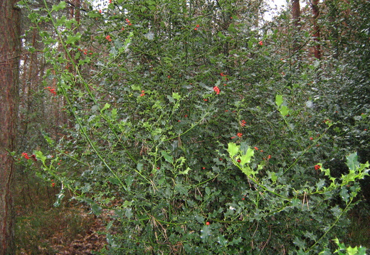 Ilex