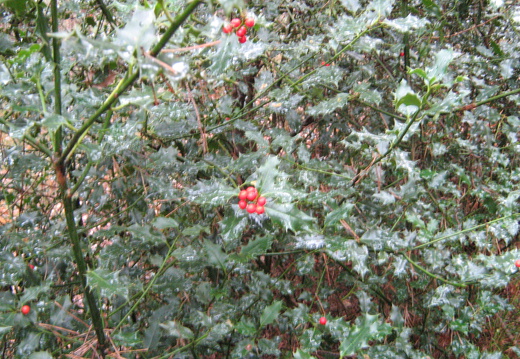 Ilex