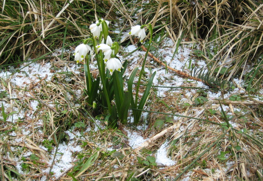 Märzenbecher