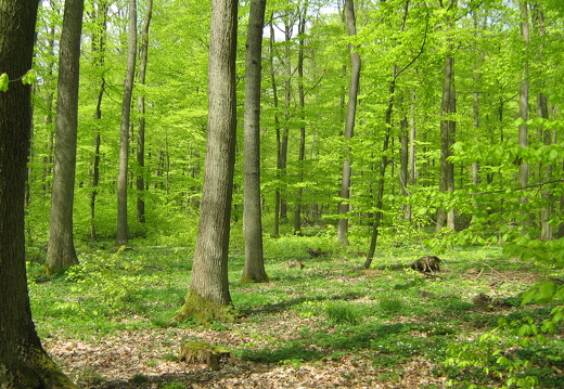 Maigrün im Buchenwald