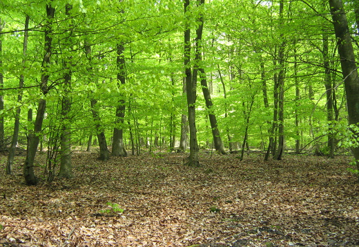 Maigrün im Buchenwald
