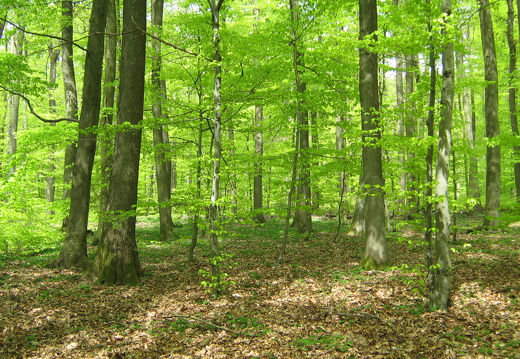 Maigrün im Buchenwald