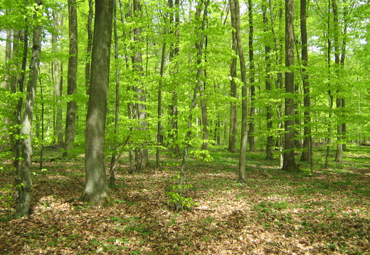 Maigrün im Buchenwald