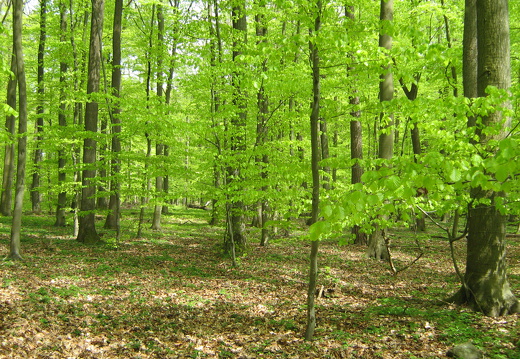 Maigrün im Buchenwald