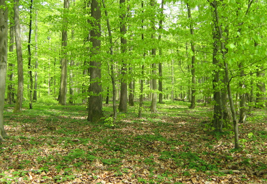 Maigrün im Buchenwald