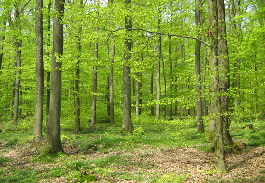 Maigrün im Buchenwald
