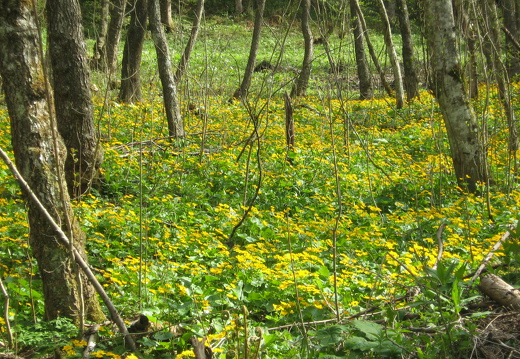 Sumpfdotterblume