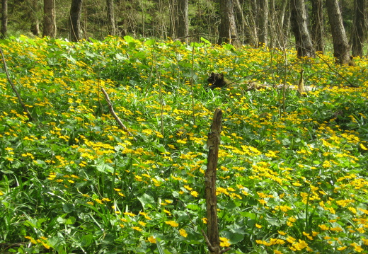 Sumpfdotterblume
