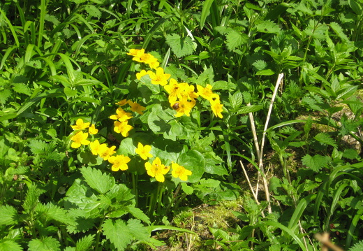 Sumpfdotterblume