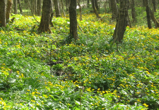 Sumpfdotterblume