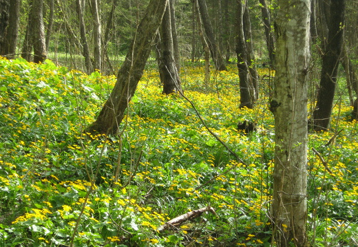 Sumpfdotterblume