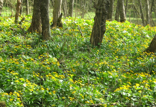 Sumpfdotterblume