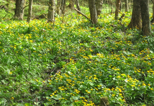 Sumpfdotterblume
