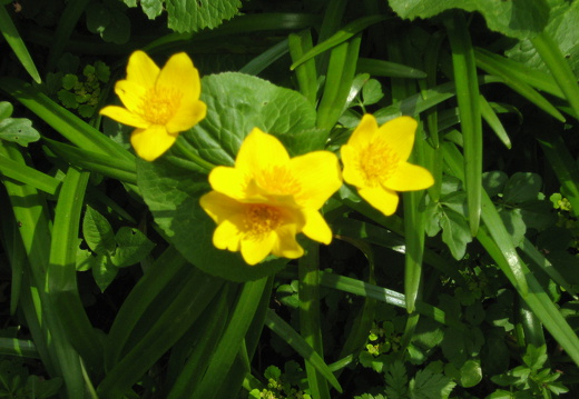 Sumpfdotterblume