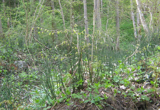 Schachtelhalm