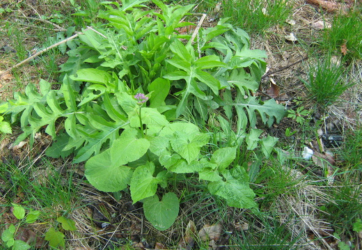 Silberblatt