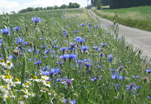 Kornblume