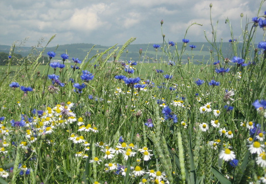 Kornblume